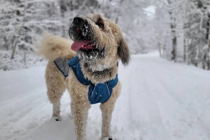 Un Bouvier des Flandres sur une surface enneigée et portant un harnais 