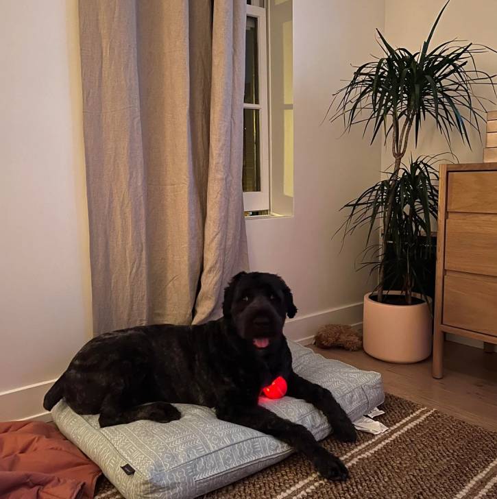 Un Bouvier des Flandres allongé sur un lit pour chien et tirant la langue 