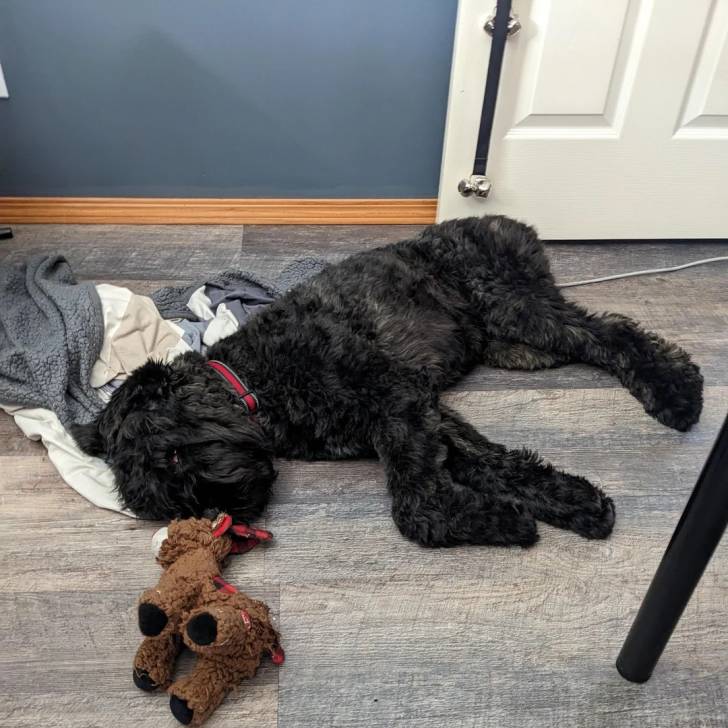 Un Bouvier des Flandres allongé sur un plancher et portant un collier autour du cou
