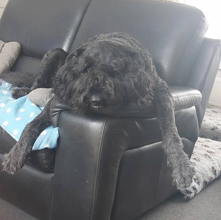 Un Bouvier des Flandres allongé sur un canapé 