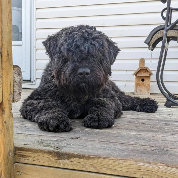 Un Bouvier des Flandres allongé sur une surface bétonnée et regardant vers la caméra 