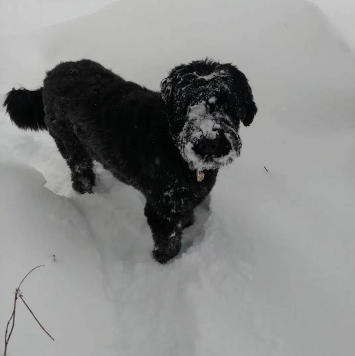 Un Bouvier des Flandres sur une surface enneigée et portant un collier autour du cou