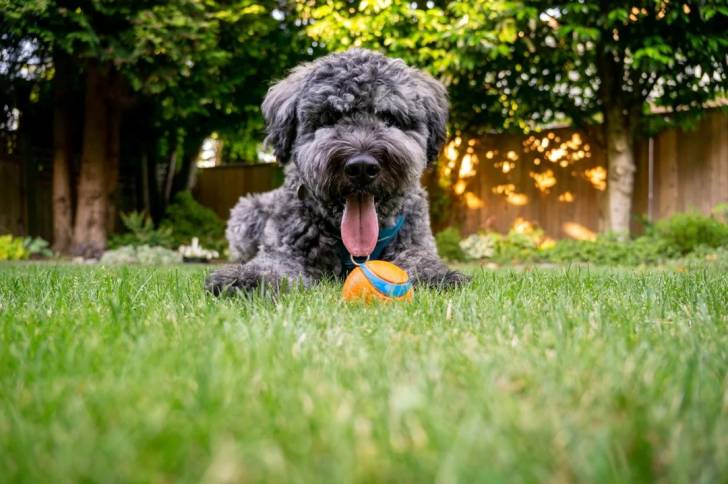 Un Bouvier des Flandres allongé sur une surface gazonnée et ayant la langue pendante 