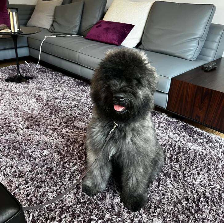 Un Bouvier des Flandres tirant la langue et qui est tenu en laisse 