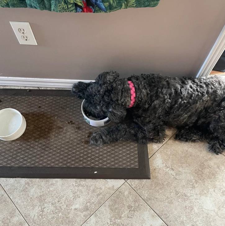 Un Bouvier des Flandres portant un collier autour du cou et mangeant dans sa gamelle 