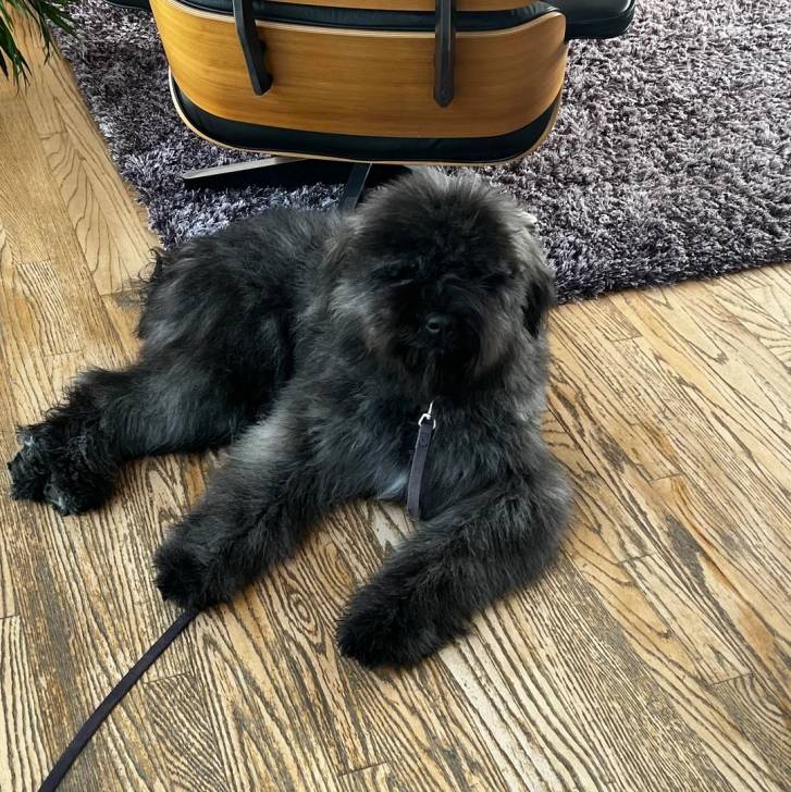 Un Bouvier des Flandres allongé sur un plancher et qui est tenu en laisse 
