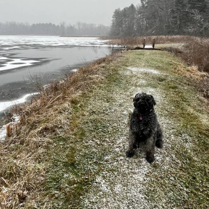 Un Bouvier des Flandres assis sur une surface herbacée et portant un collier autour du cou