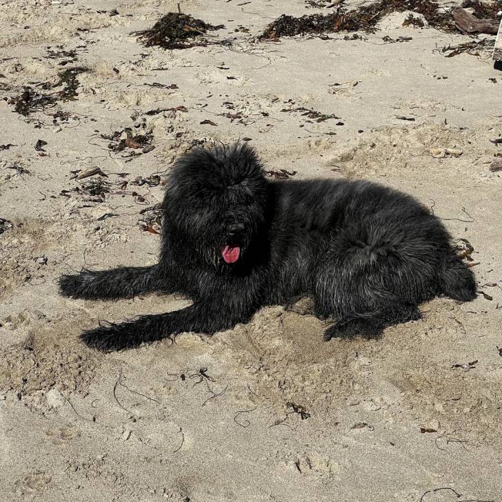 Un Bouvier des Flandres sur une surface sableuse et tirant la langue 