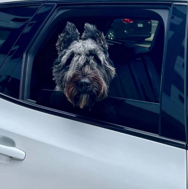 Un Bouvier des Flandres dans une voiture et regardant vers la caméra 