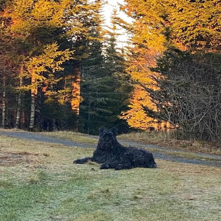 Un Bouvier des Flandres allongé sur une surface gazonnée 