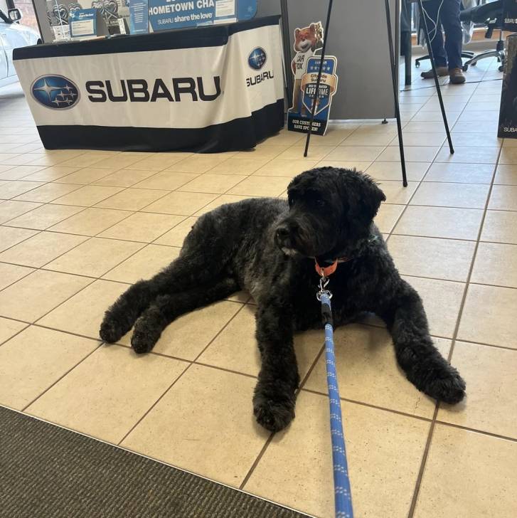 Un Bouvier des Flandres allongé sur un sol carrelé et qui est tenu en laisse 