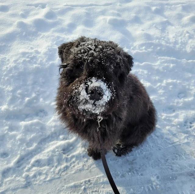 Un Bouvier des Flandres assis sur une surface enneigée et qui est tenu en laisse 