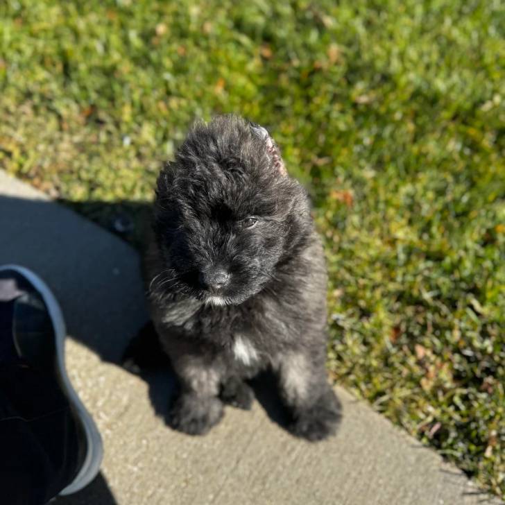 Un Bouvier des Flandres assis sur une surface bétonnée et semblant détendu