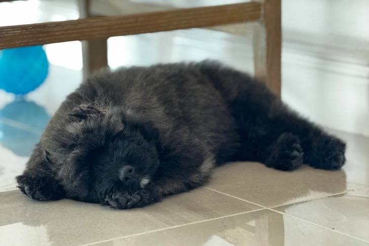 Un Bouvier des Flandres allongé sur un sol carrelé 