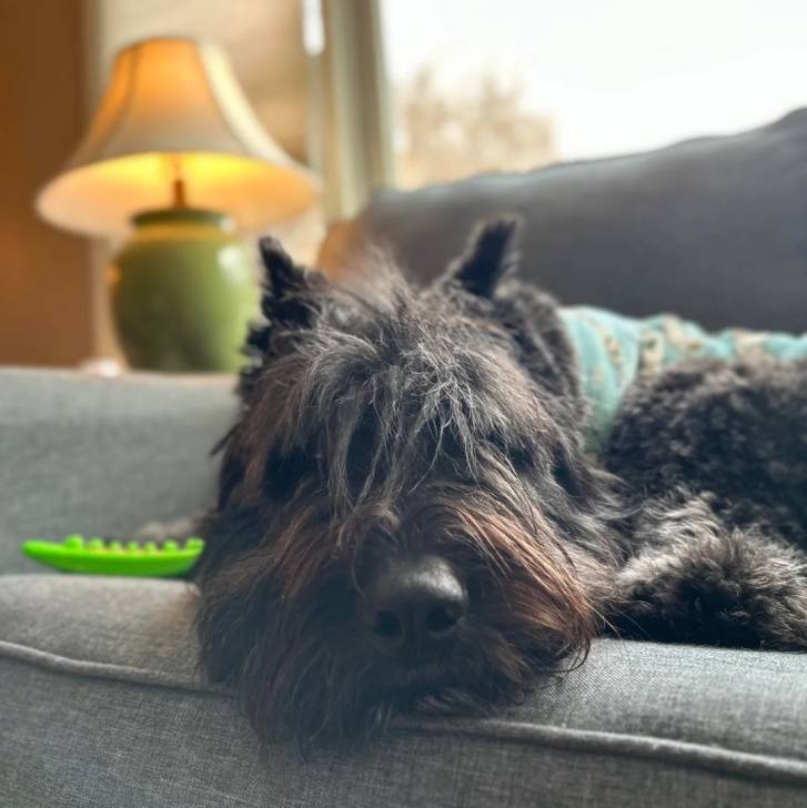 Un Bouvier des Flandres allongé sur un canapé et semblant détendu 