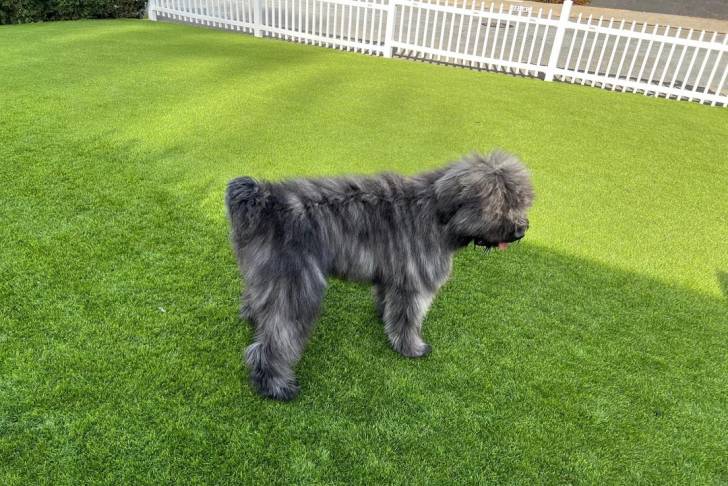 Un Bouvier des Flandres sur une surface gazonnée et tirant la langue 