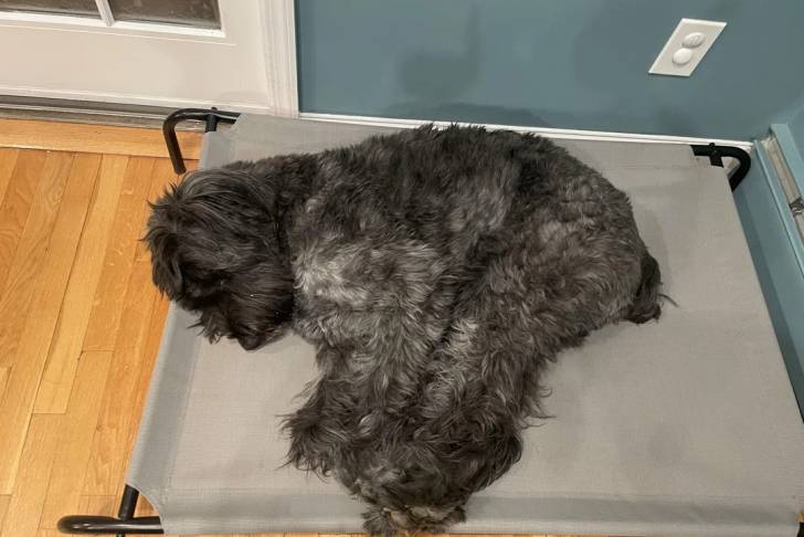 Un Bouvier des Flandres allongé et semblant dormir 