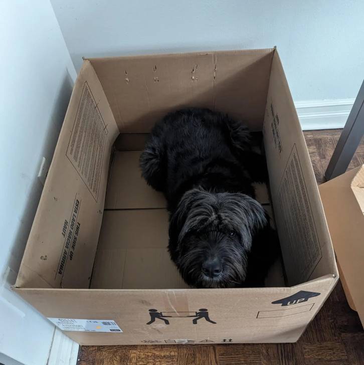 Un Bouvier des Flandres allongé dans un carton et semblant détendu 
