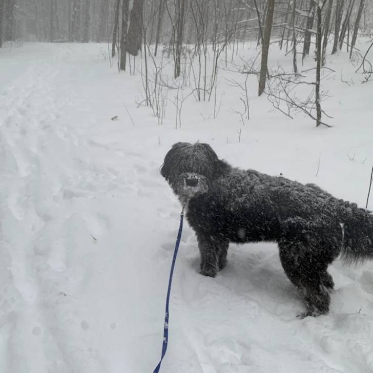 Un Bouvier des Flandres sur une surface enneigée et qui est tenu en laisse 