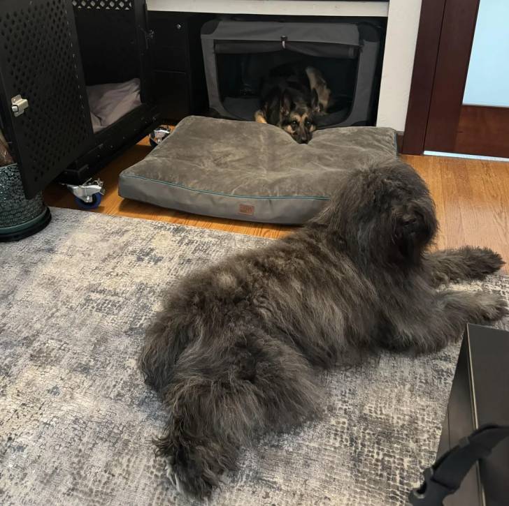 Un Bouvier des Flandres allongé sur un tapis et semblant détendu 