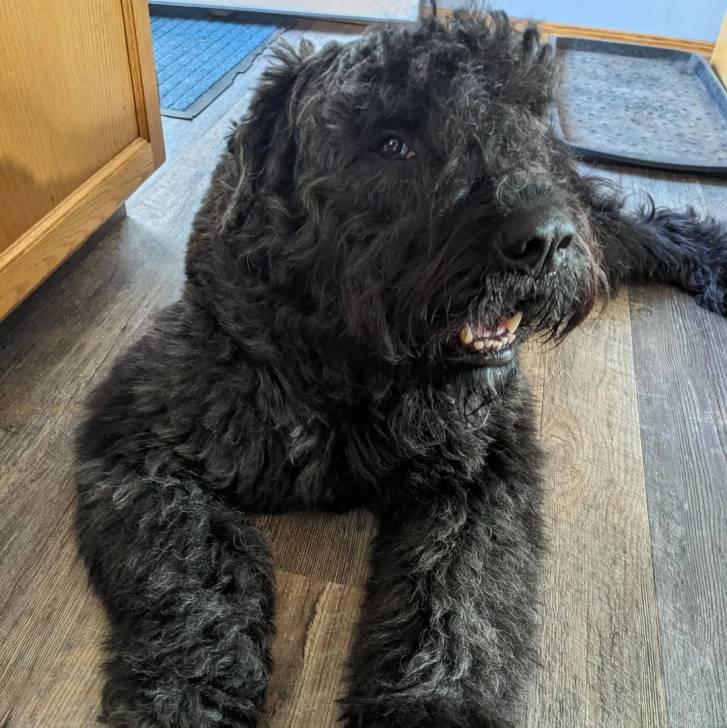Un Bouvier des Flandres allongé sur un plancher et semblant détendu