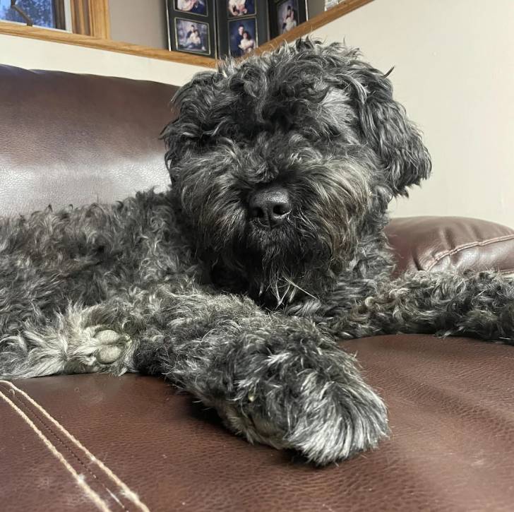 Un Bouvier des Flandres allongé sur un canapé 