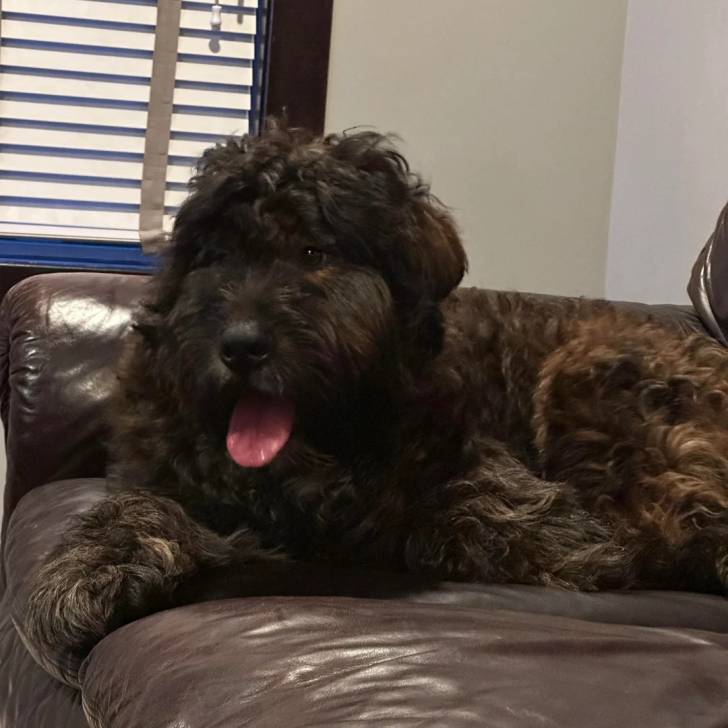 Un Bouvier des Flandres allongé sur un canapé et tirant la langue 