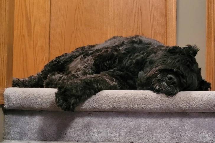 Un Bouvier des Flandres allongé sur une moquette et semblant dormir 