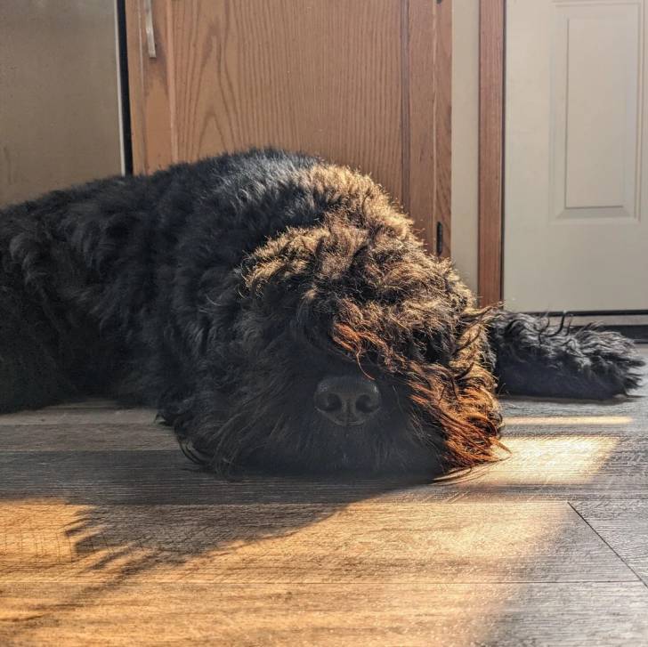 Un Bouvier des Flandres allongé sur un plancher et semblant détendu 