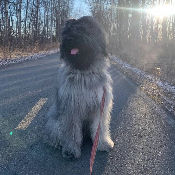 Un Bouvier des Flandres assis sur une route et qui est tenu en laisse 