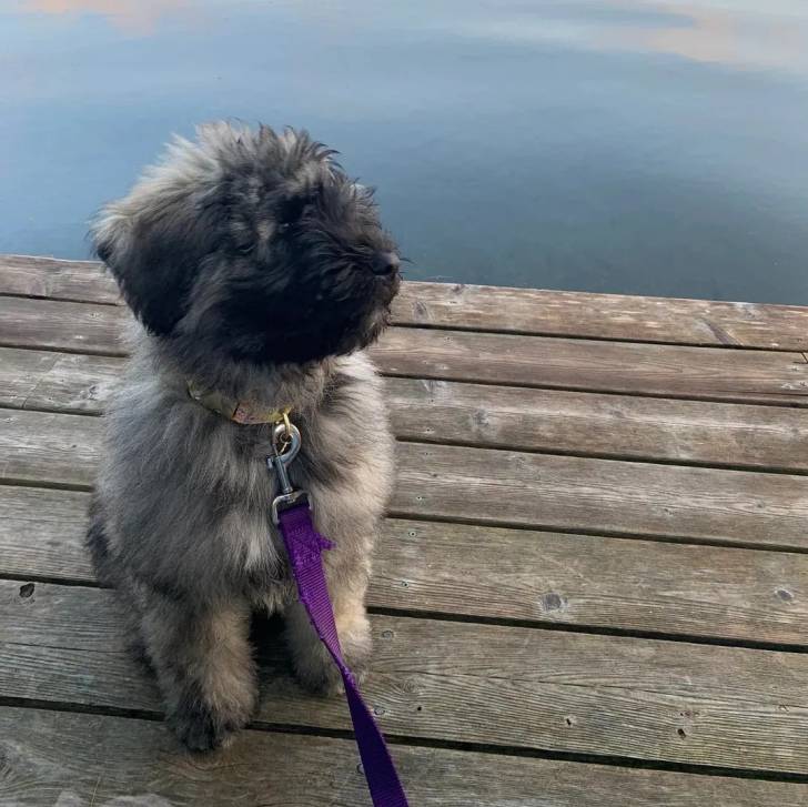 Un Bouvier des Flandres assis sur un ponton et qui est tenu en laisse 