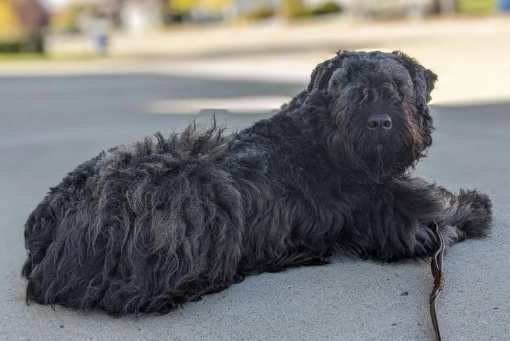 Un Bouvier des Flandres allongé sur une surface bétonnée et qui est tenu en laisse 