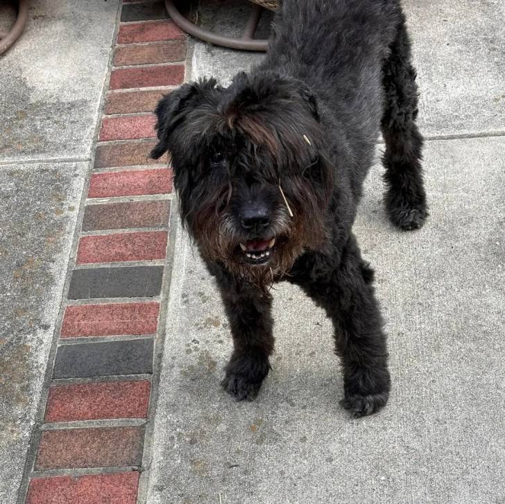 Un Bouvier des Flandres sur une surface bétonnée et semblant détendu