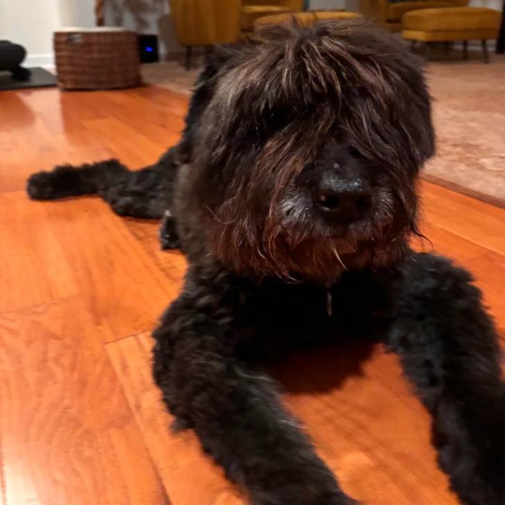 Un Bouvier des Flandres allongé sur un plancher 