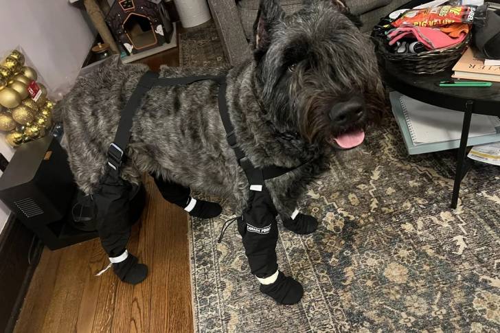 Un Bouvier des Flandres tirant la langue et portant un harnais 