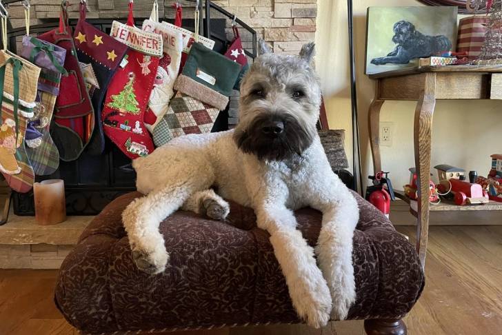 Un Bouvier des Flandres allongé et semblant détendu