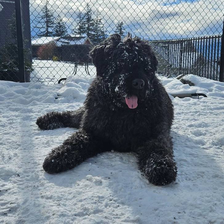 Un Bouvier des Flandres allongé sur une surface enneigée et ayant la langue pendante 