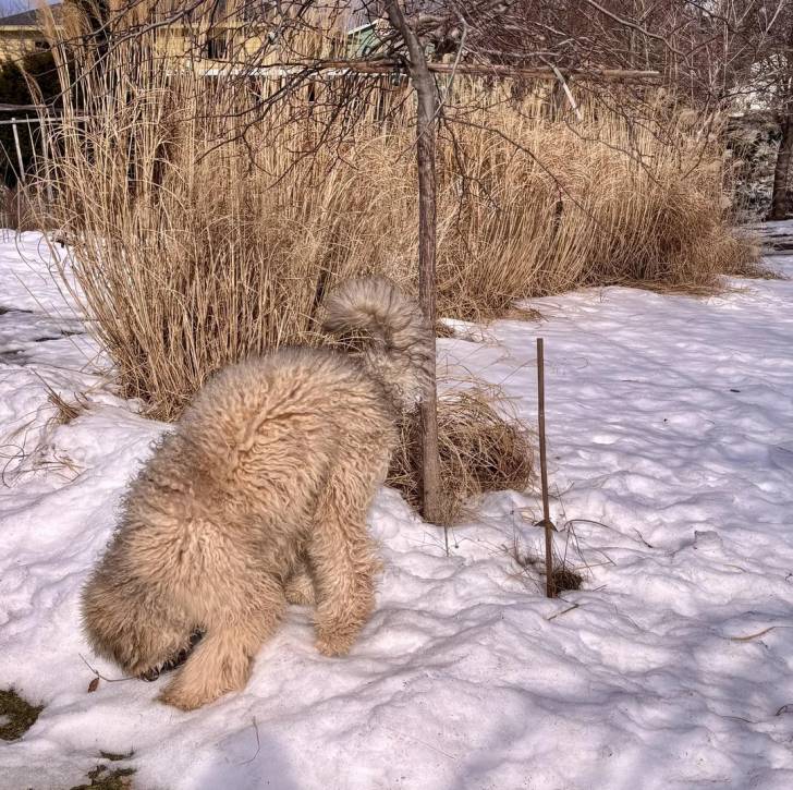 Un Bouvier des Flandres sur une surface enneigée et reniflant la neige