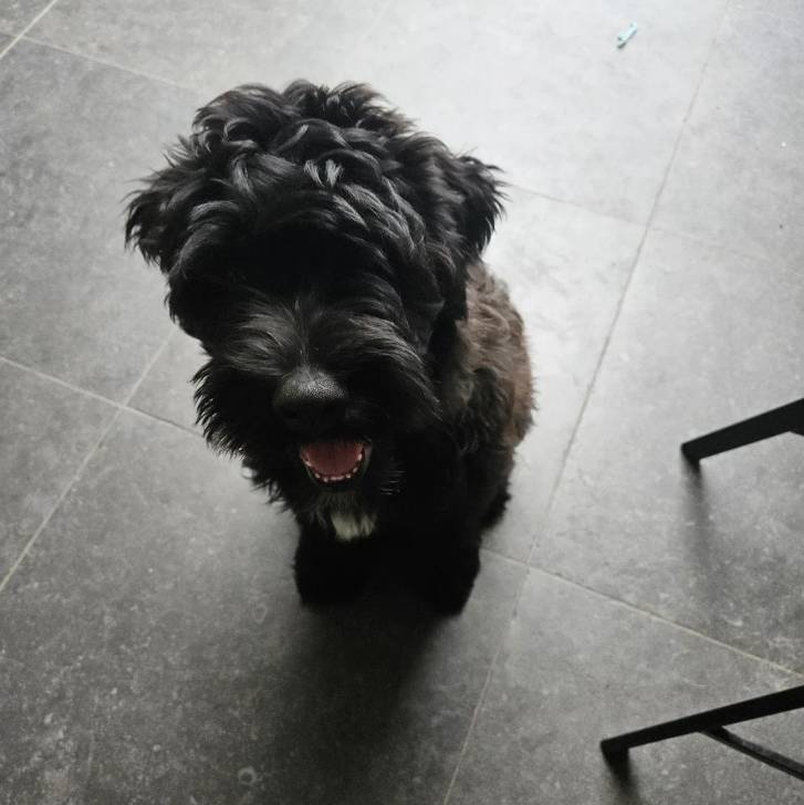 Un Bouvier des Flandres assis sur un sol carrelé et semblant détendu 