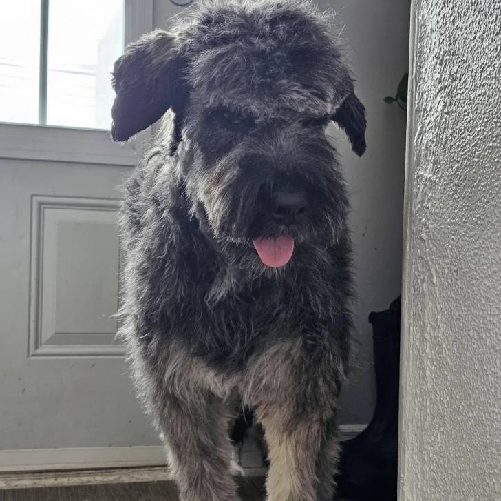 Un Bouvier des Flandres regardant vers la caméra et tirant la langue 