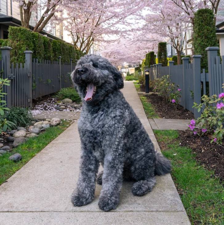 Un Bouvier des Flandres assis sur une surface bétonnée et tirant la langue 
