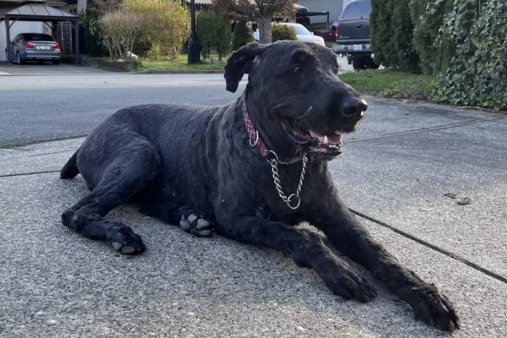 Un Bouvier des Flandres allongé sur une surface bétonnée et portant un collier autour du cou