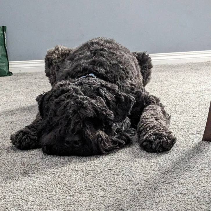 Un Bouvier des Flandres allongé sur une moquette 