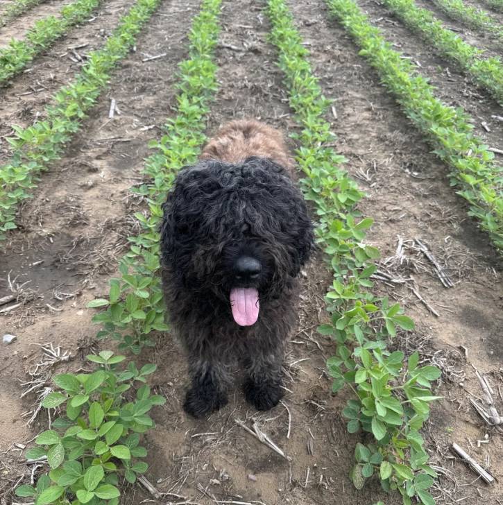 Un Bouvier des Flandres ayant la langue pendante et semblant détendu 