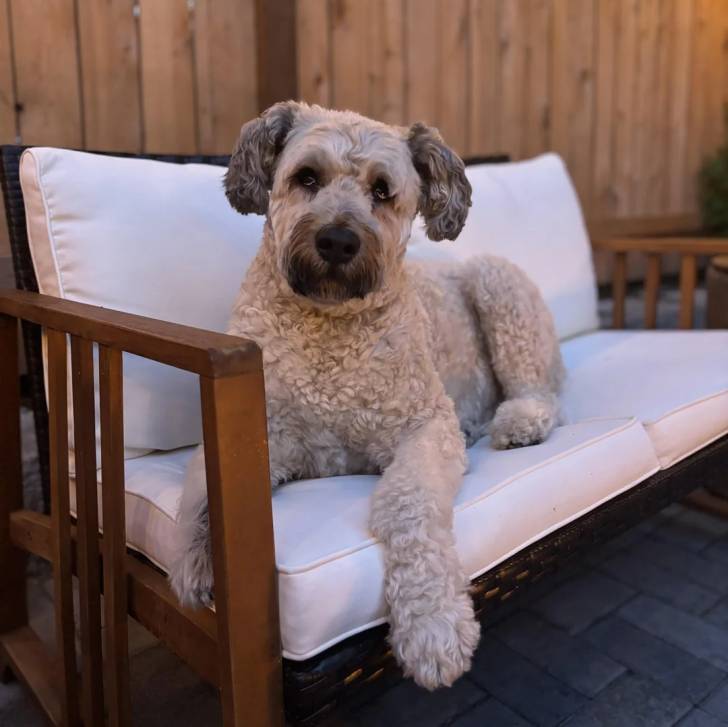 Un Bouvier des Flandres allongé sur un canapé 