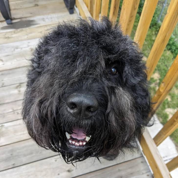 Un Bouvier des Flandres assis sur un plancher et ayant la gueule ouverte 