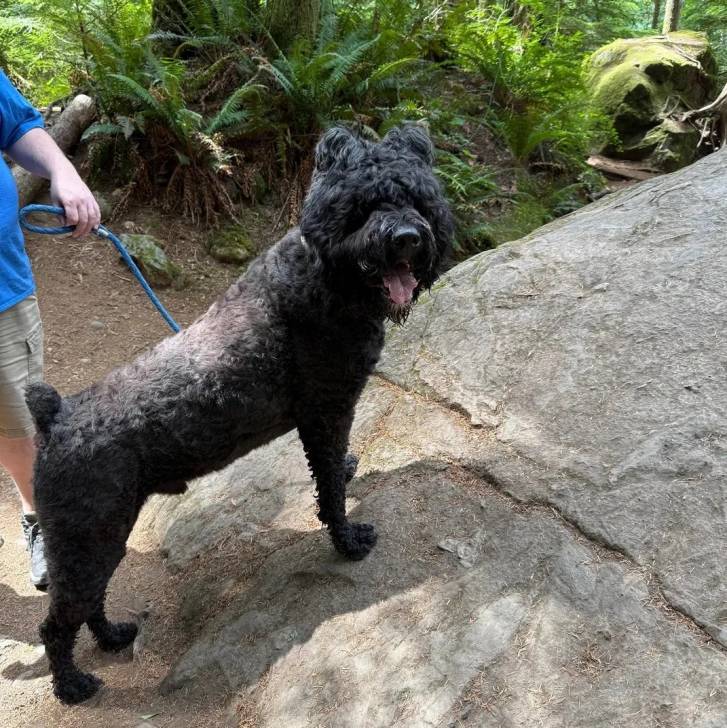Un Bouvier des Flandres ayant la gueule ouverte et qui est tenu en laisse 