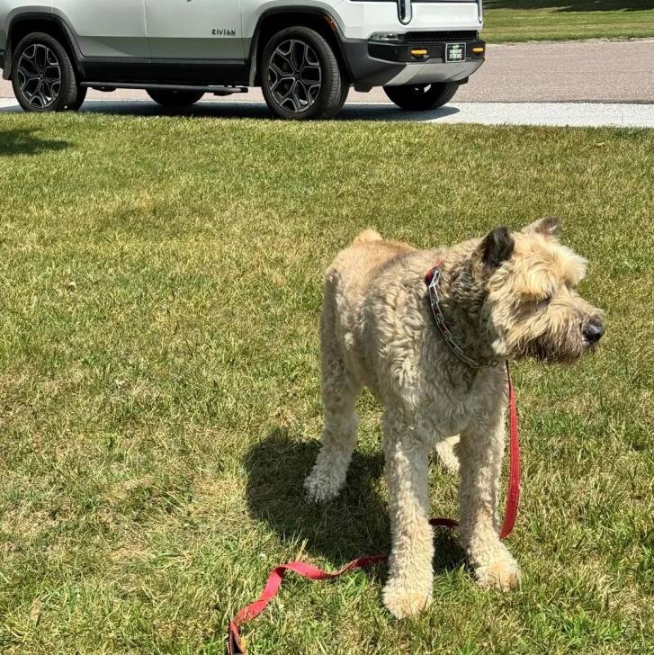 Un Bouvier des Flandres sur une surface gazonnée et qui est laisse 