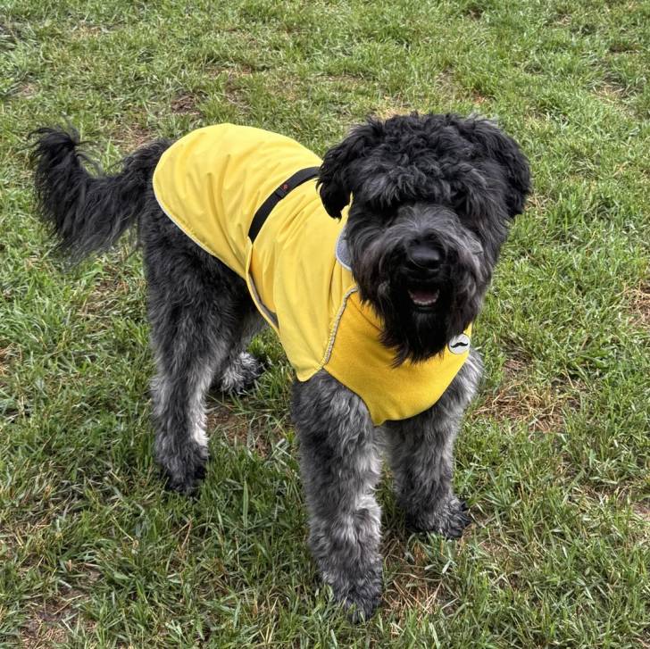 Un Bouvier des Flandres sur une surface gazonnée et portant un habit pour chien