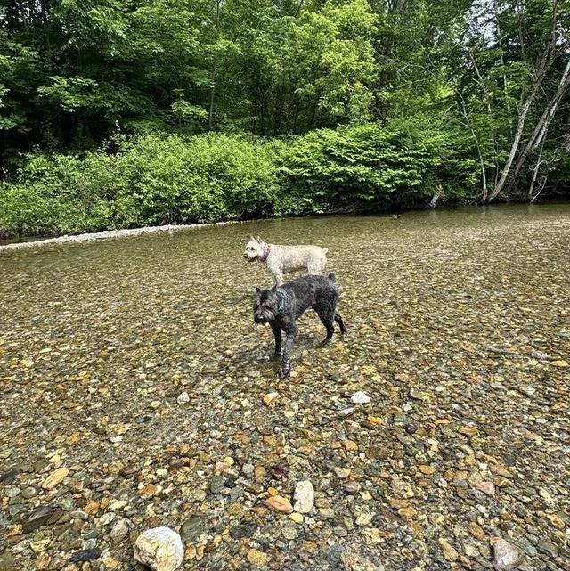 Deux Bouvier des Flandres sur une surface rocailleuse et portant tous deux un collier autour du cou